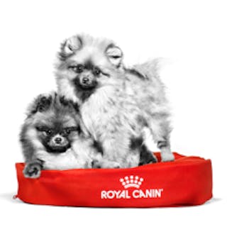 Two Pomeranian dogs laying down in a red dog bed